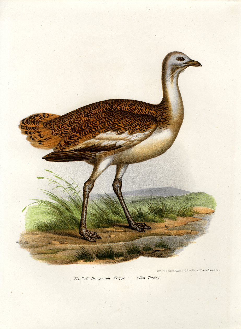 Abetarda, 1864 de German School