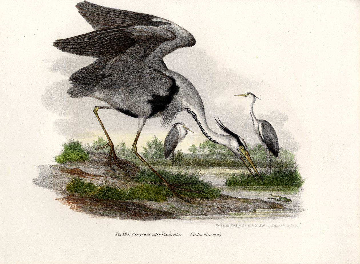 Garça cinzenta, 1864 de German School
