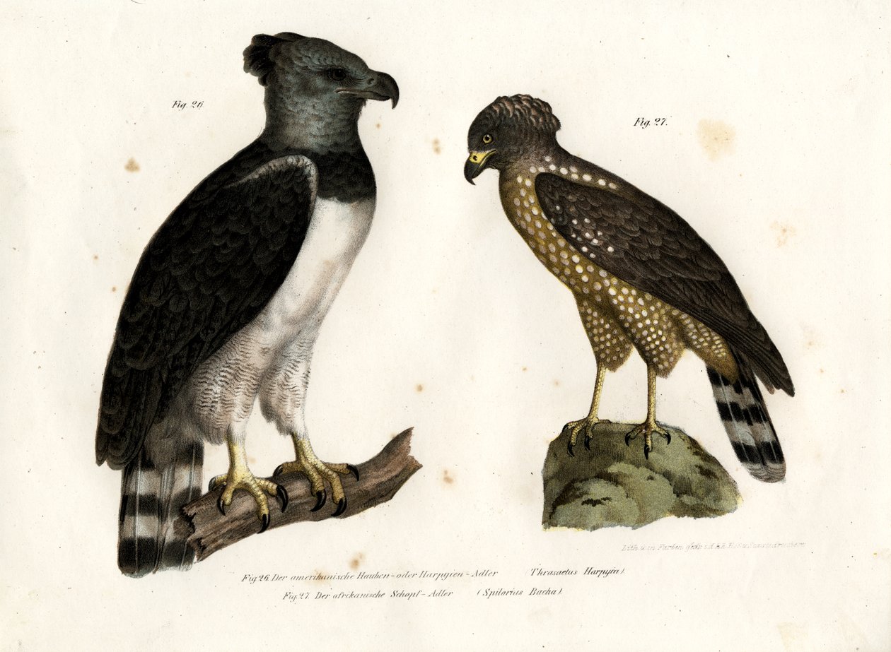 Harpia, 1864 de German School