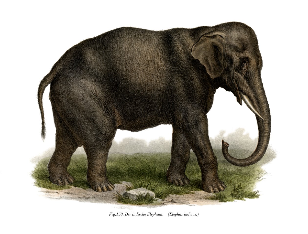Elefante Indiano, 1860 de German School