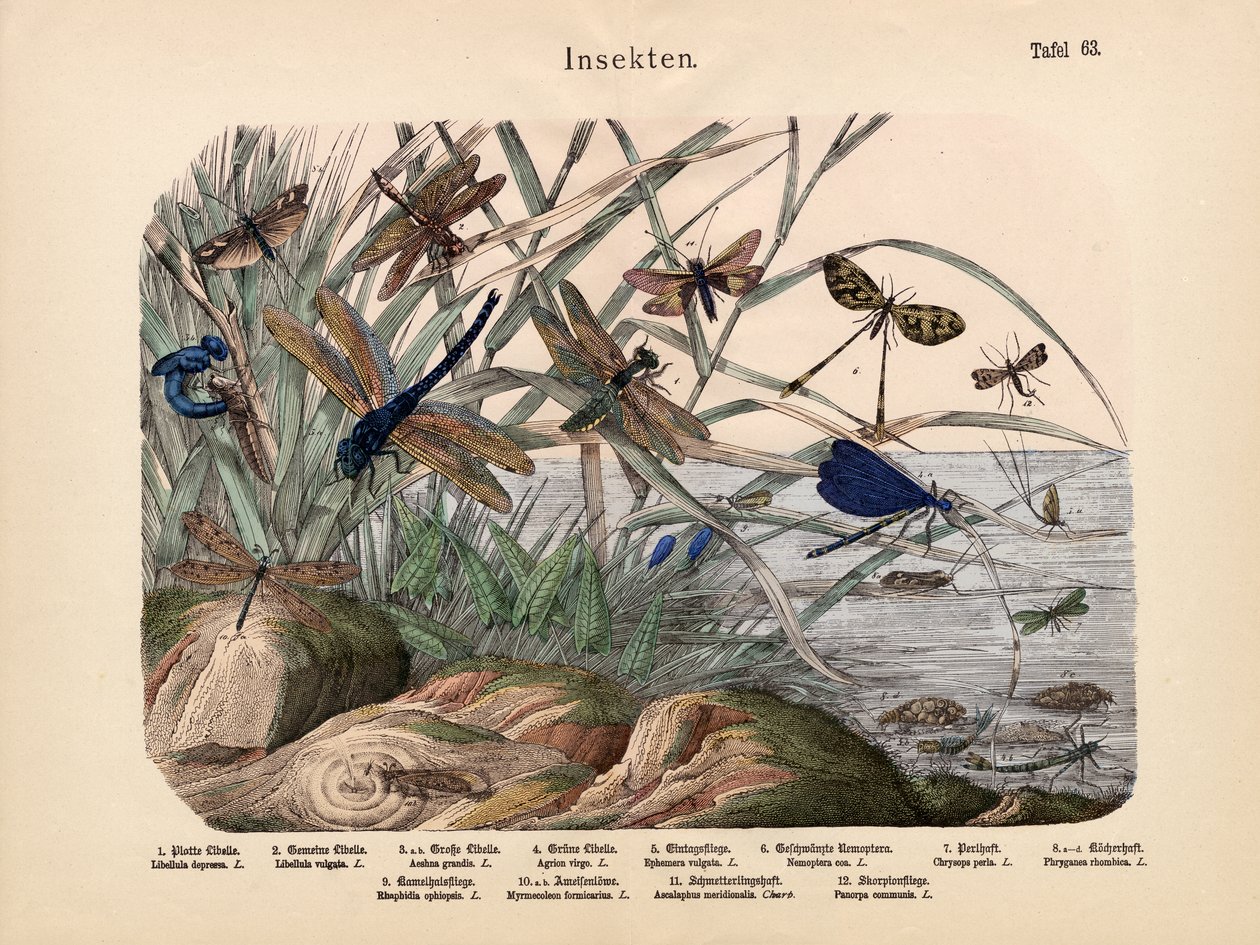 Insetos, c.1860 de German School