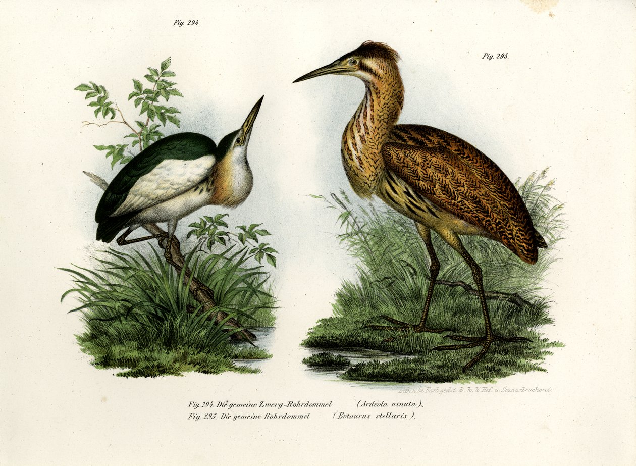 Garça-pequena, 1864 de German School