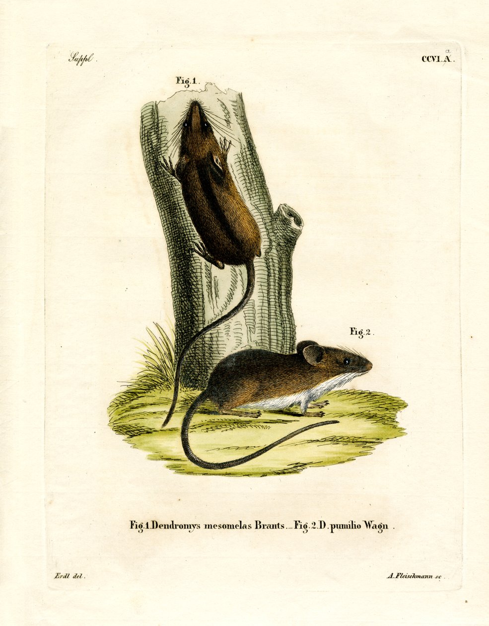 Rato de Cauda Longa de German School