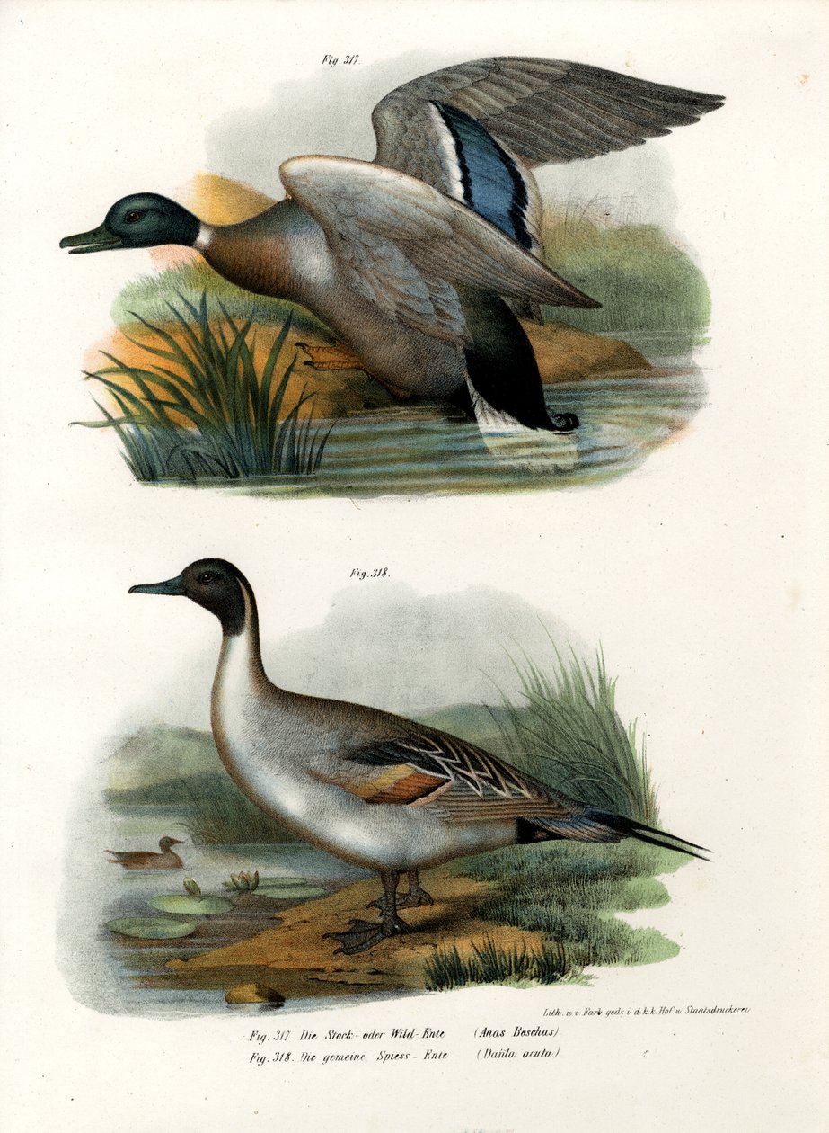 Pato-real, 1864 de German School
