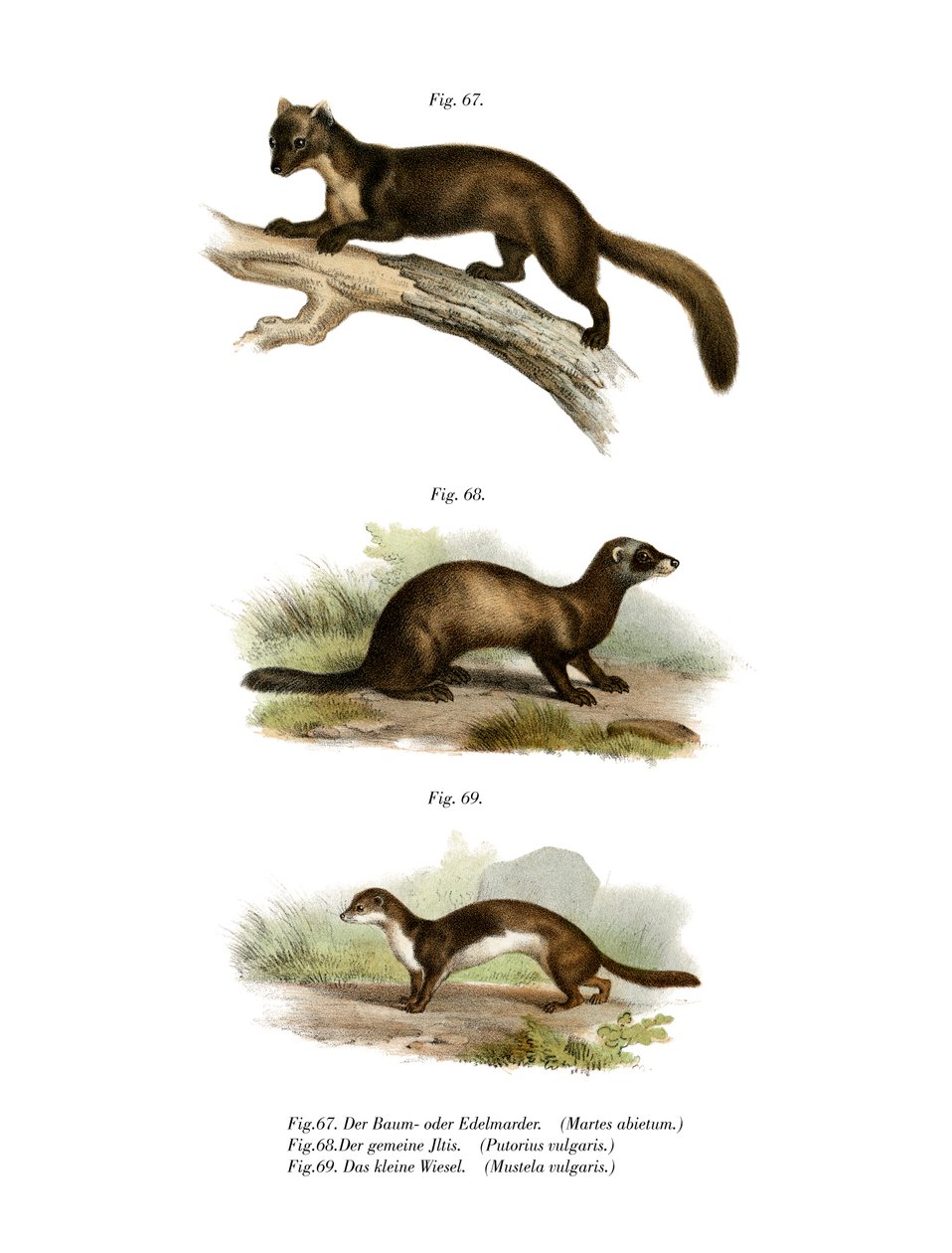 Marten, 1860 de German School