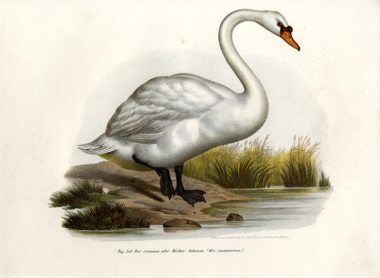 Cisne muda, 1864 de German School