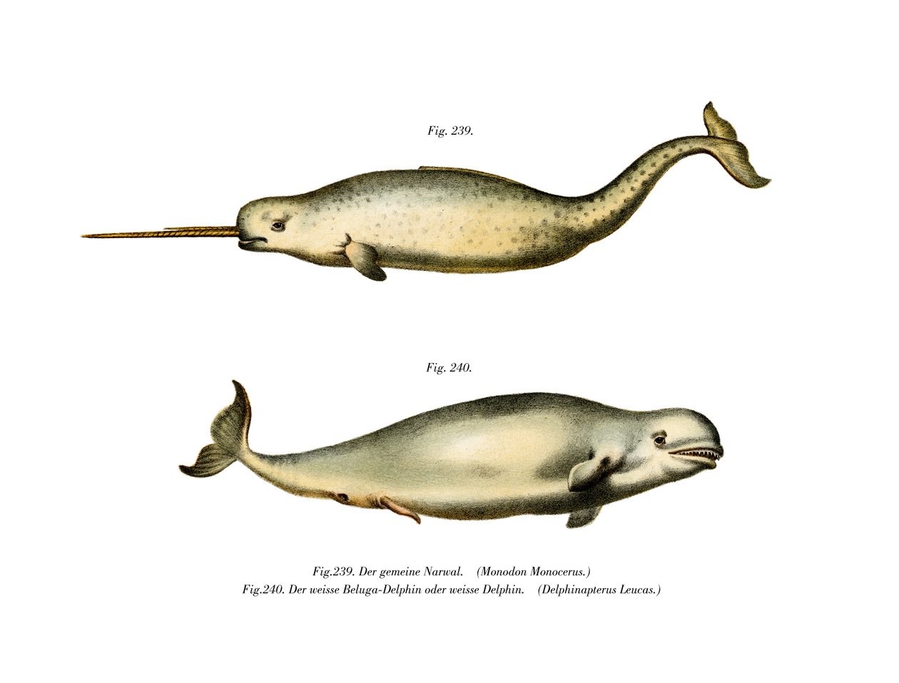 Narwhal, 1860 de German School