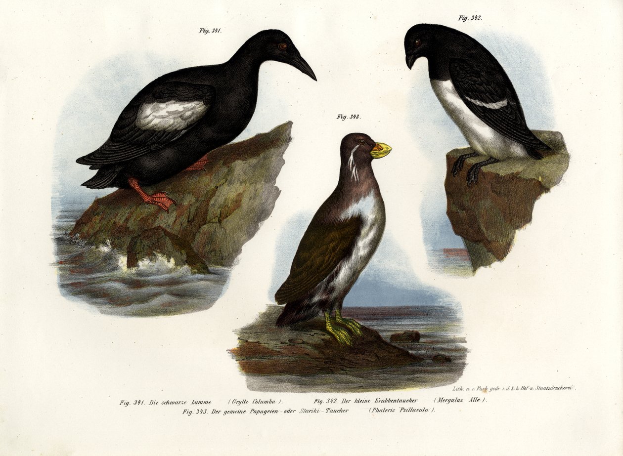 Guillemot de pombo, 1864 de German School