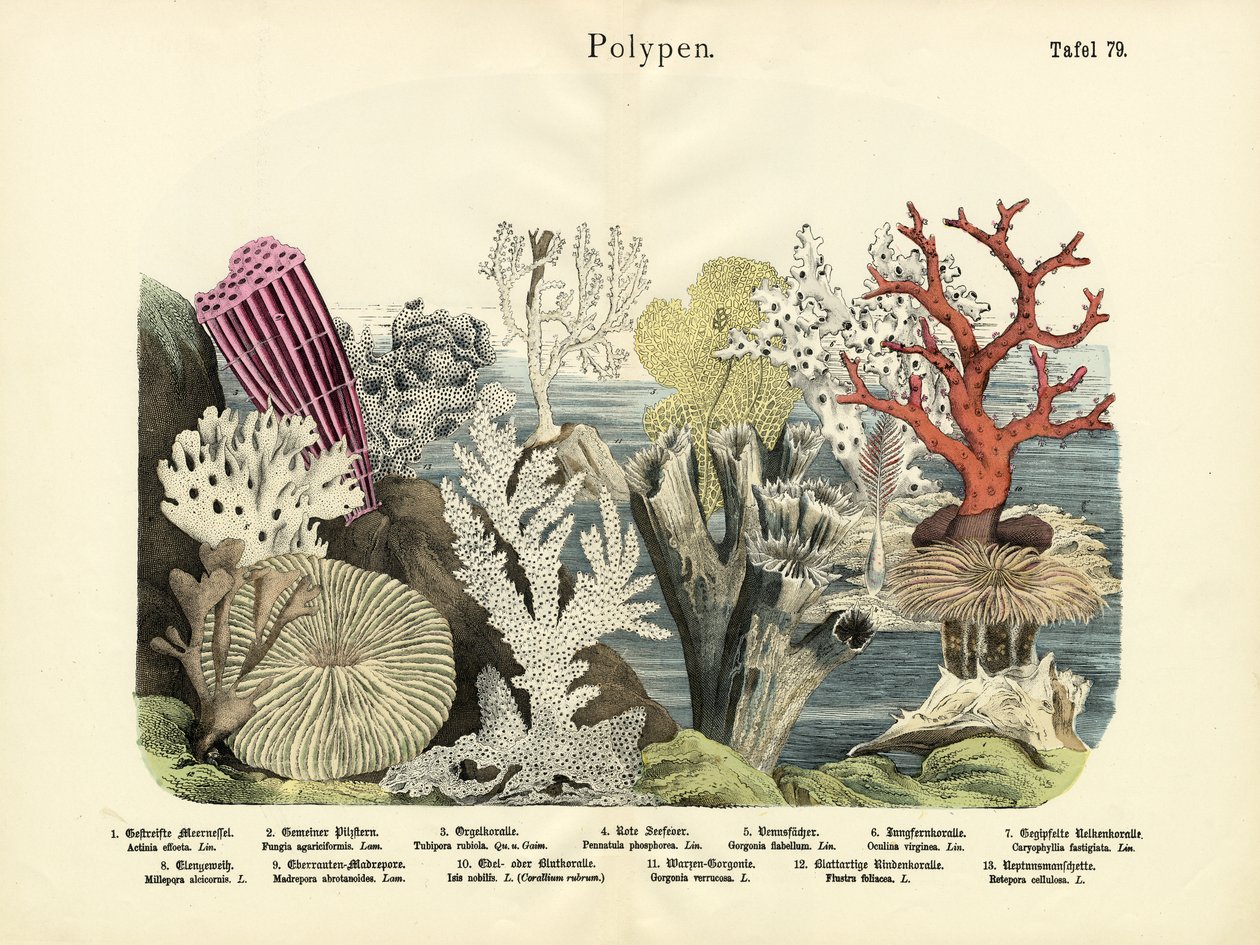 Pólipos, c.1860 de German School