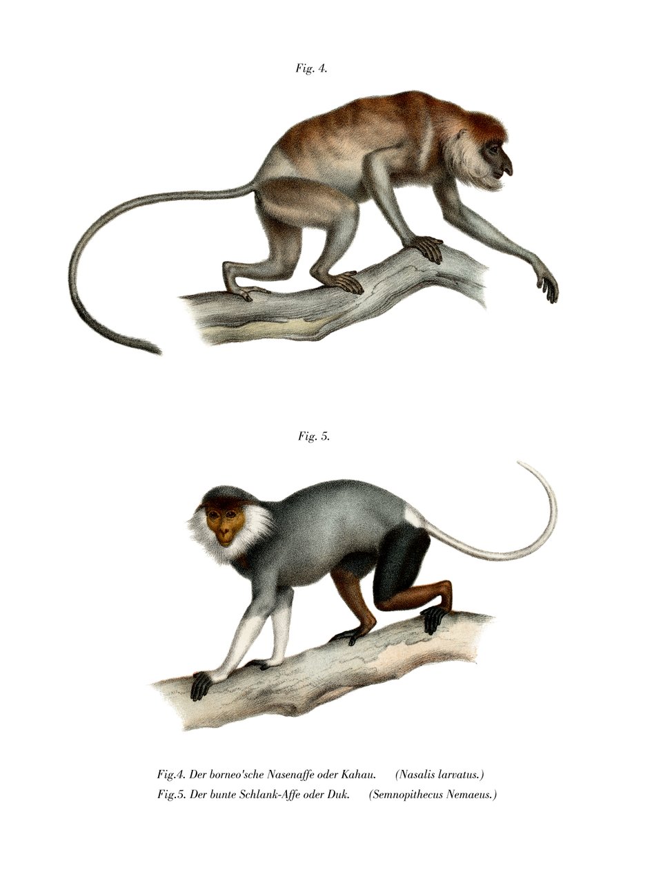 Macaco-narigudo, 1860 de German School