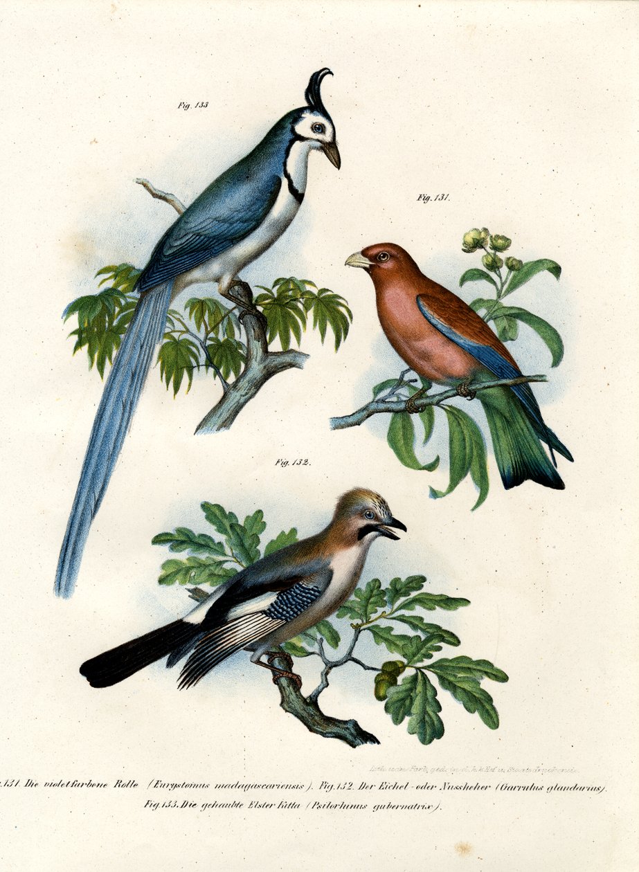 Rolo Roxo, 1864 de German School