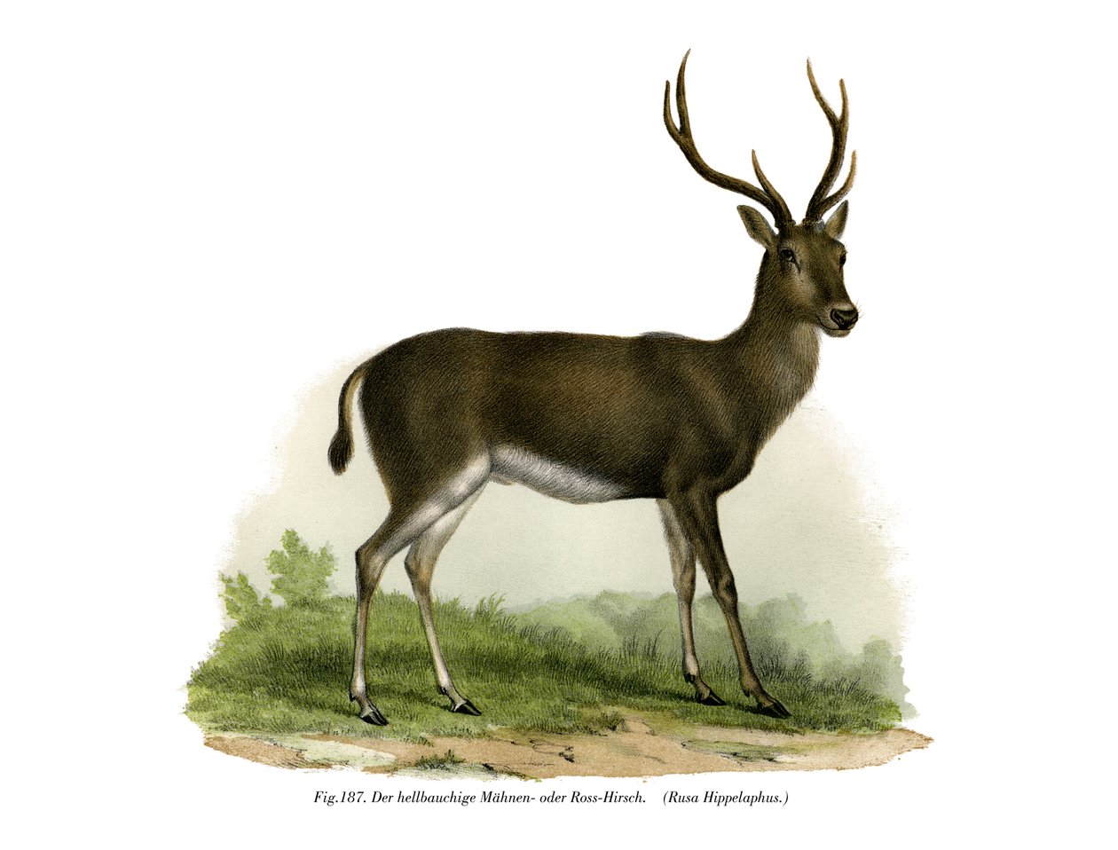 Veado-vermelho, 1860 de German School