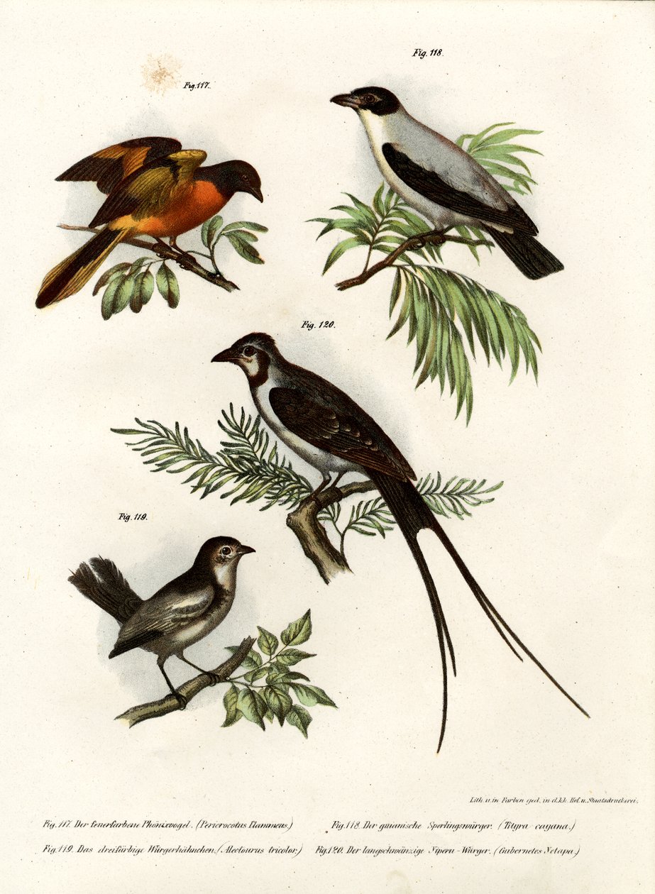 Minivet Escarlate, 1864 de German School