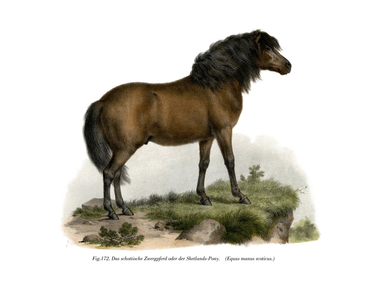 Shetland-pônei, 1860 de German School