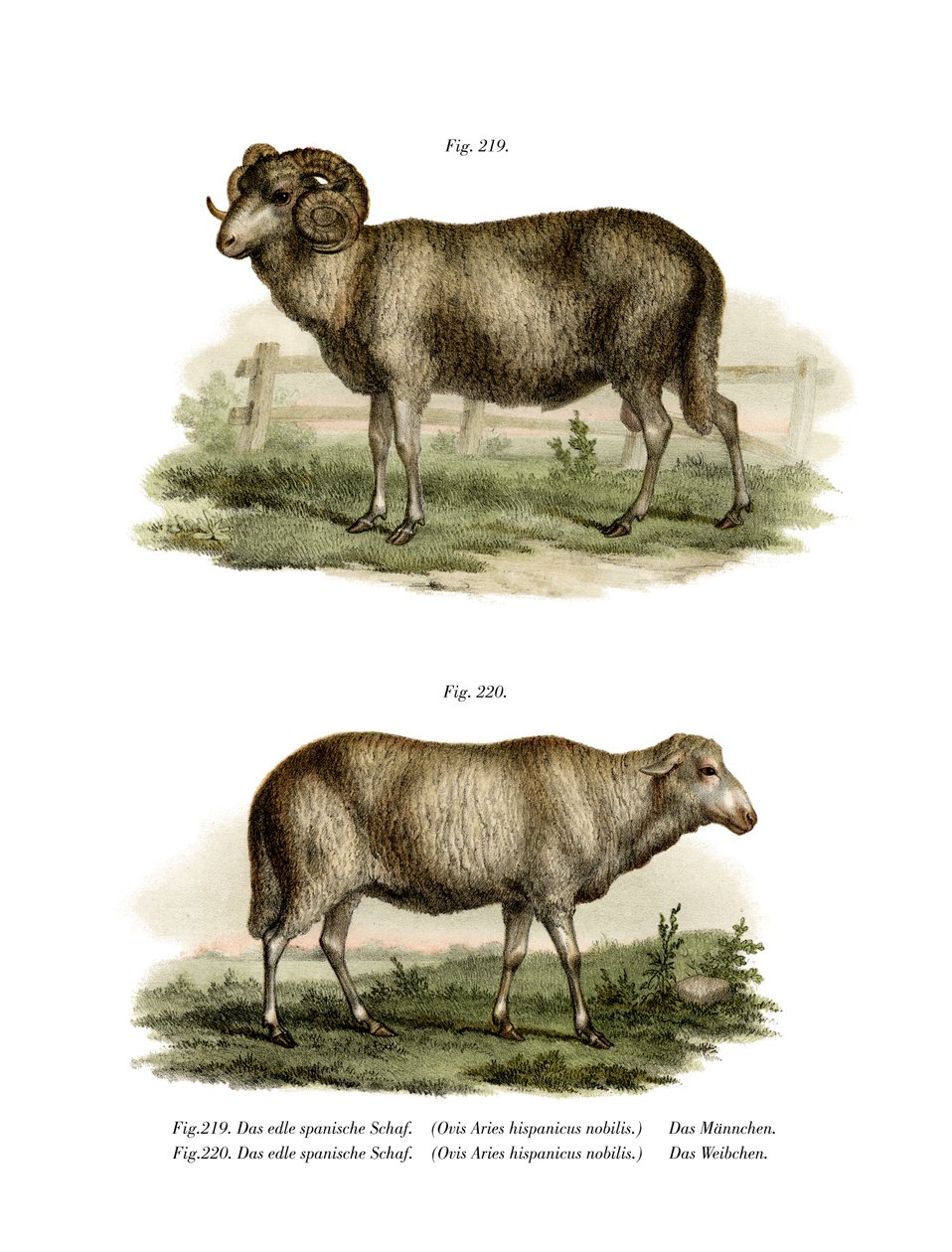 Ovelha Espanhola, 1860 de German School