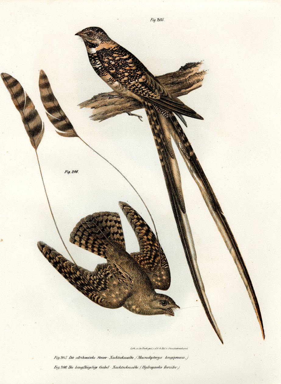 Nightjar Standard-alado, 1864 de German School