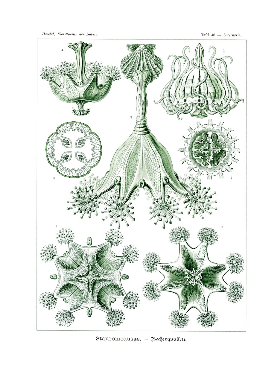 Stauromedusae, 1899-1904 de German School