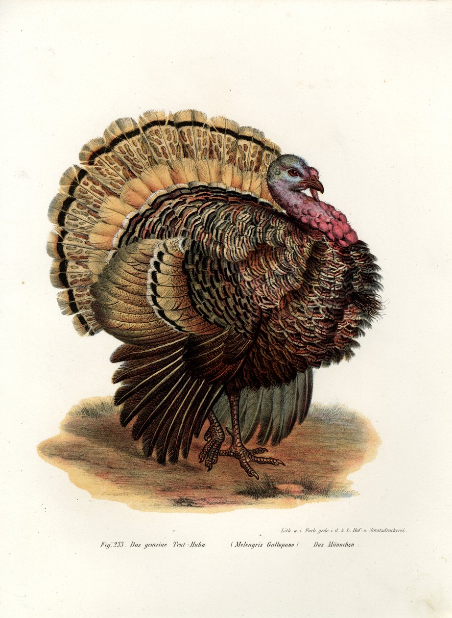 Turquia Selvagem, 1864 de German School