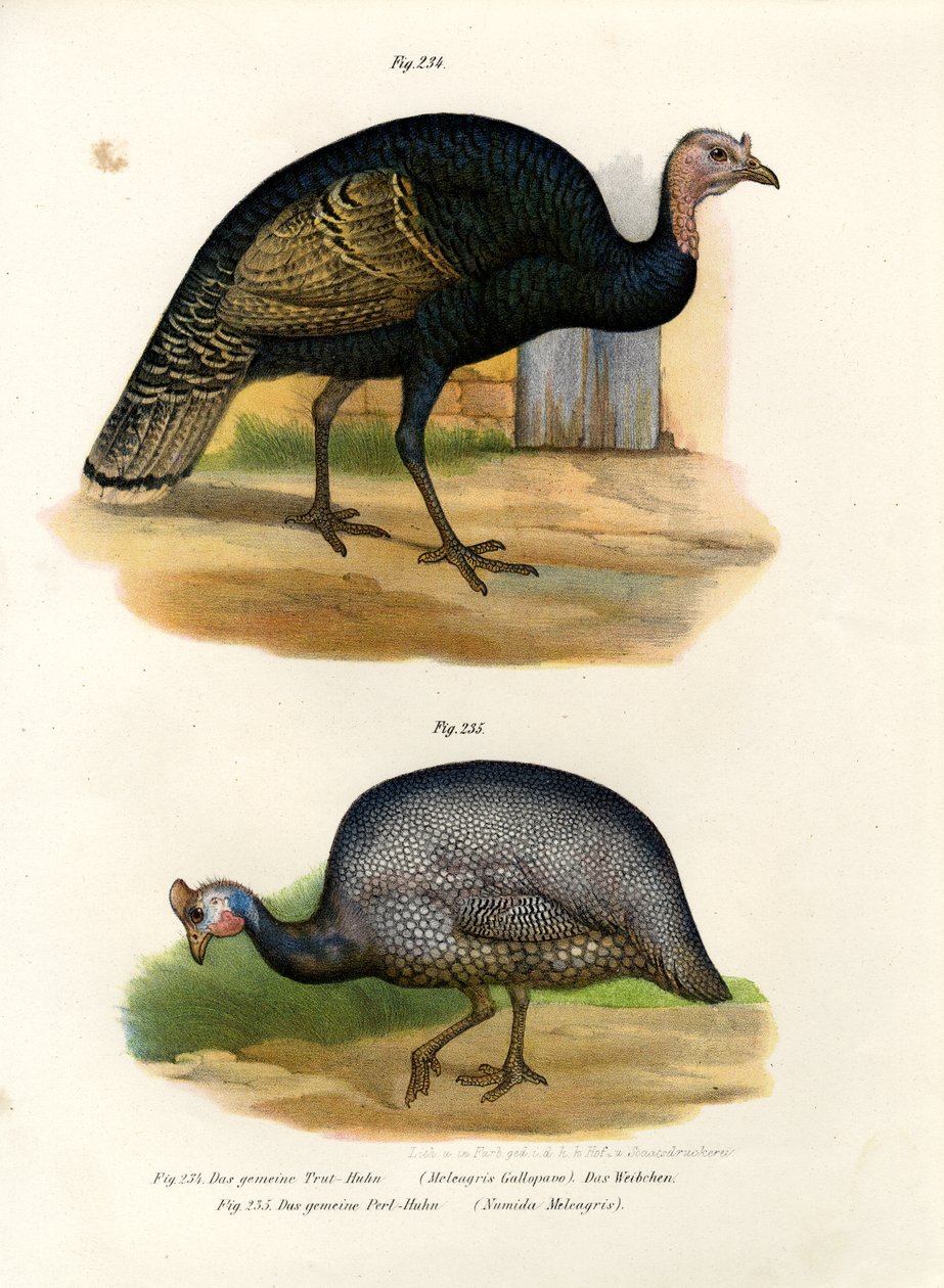 Turquia Selvagem, 1864 de German School