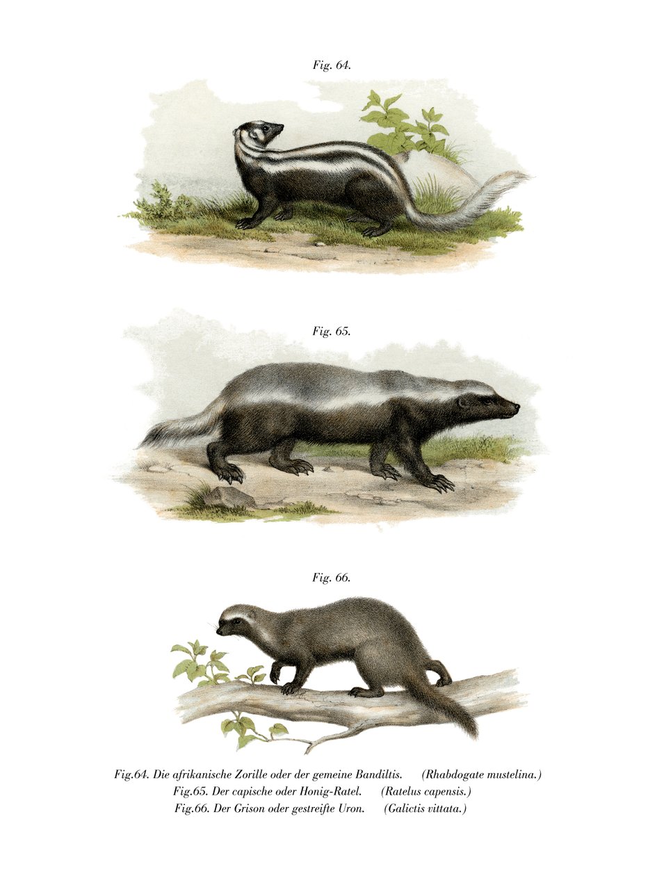 Zorilla, 1860 de German School
