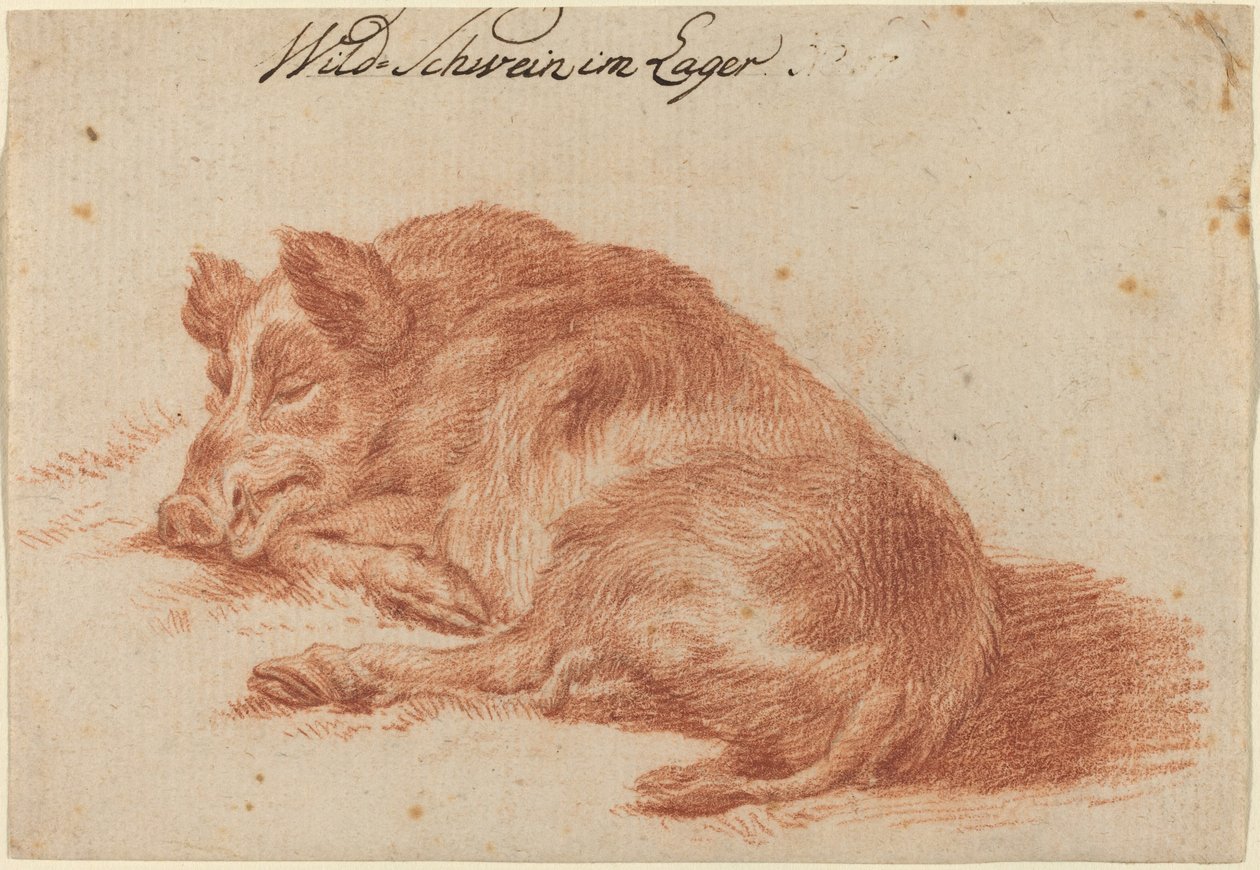 Javali selvagem de German 18th Century