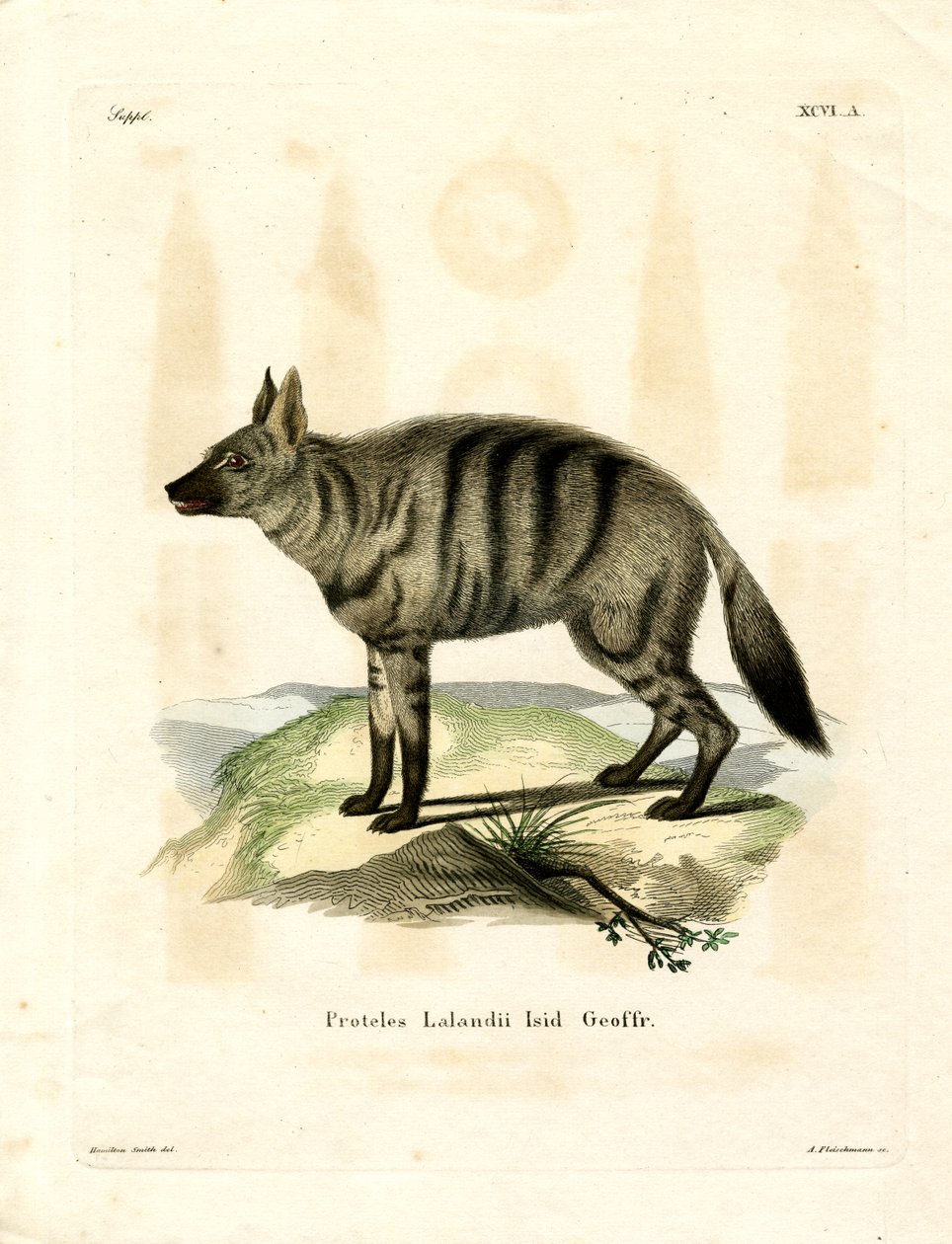 Aardwolf (gravura colorida) de German School
