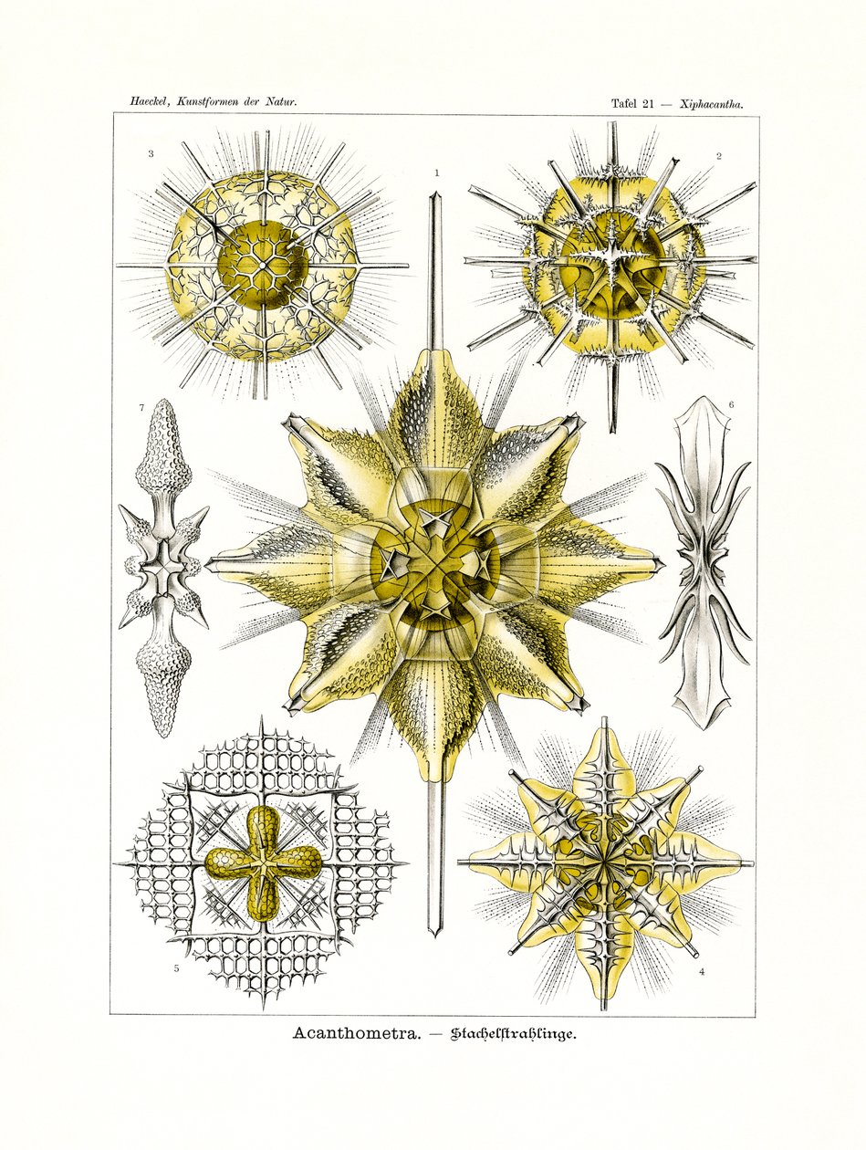 Acanthometra, 1899-1904 de German School