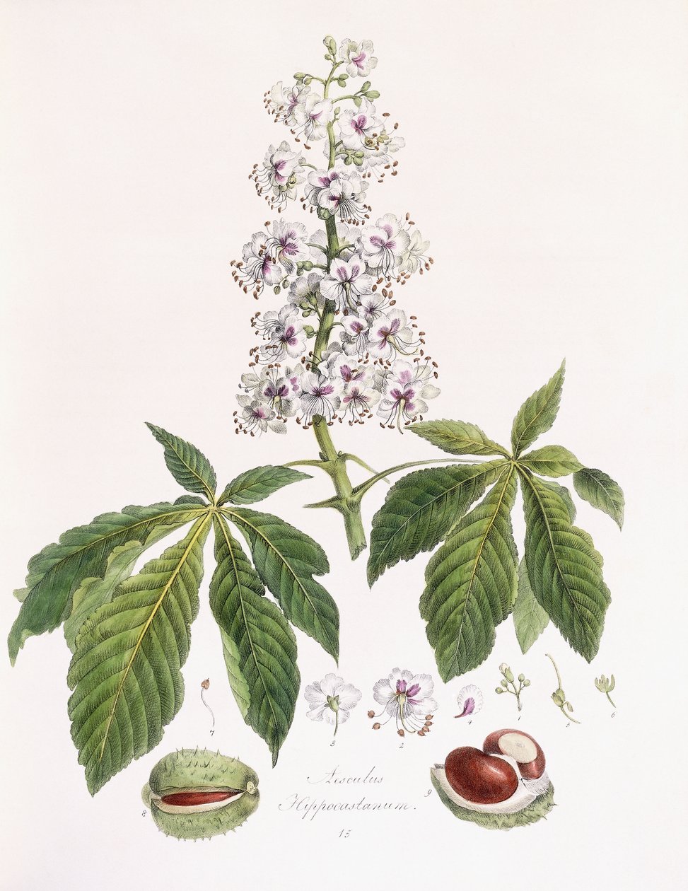 Aesculus Hippocastanum de German School