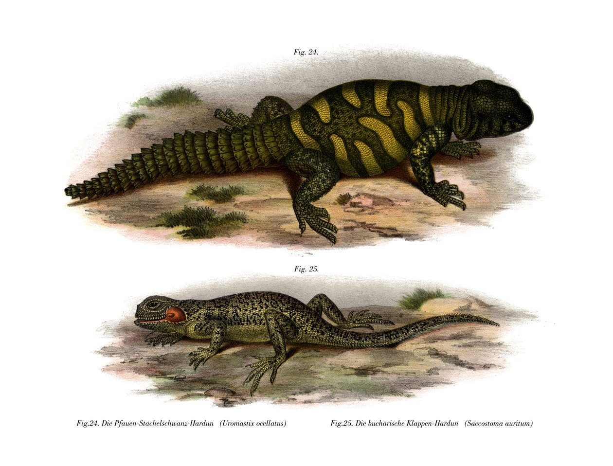 Agama (cor litho) de German School
