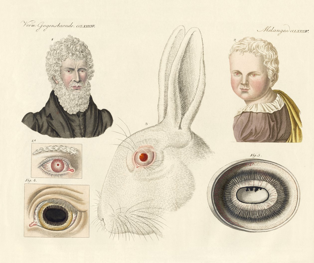 Albinos (gravura a cores) de German School