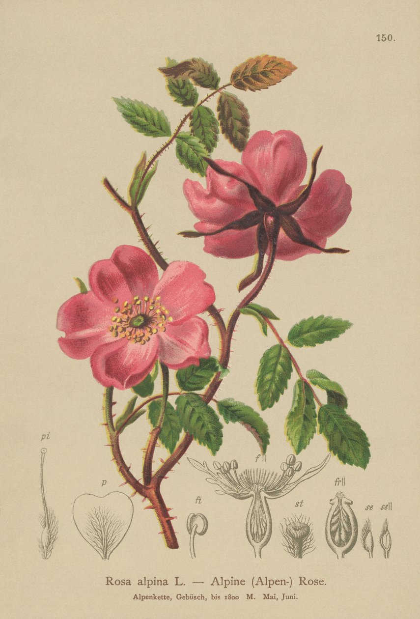 Alpina Hedge Rose (rosa alpina, rosa pendulina) de German School