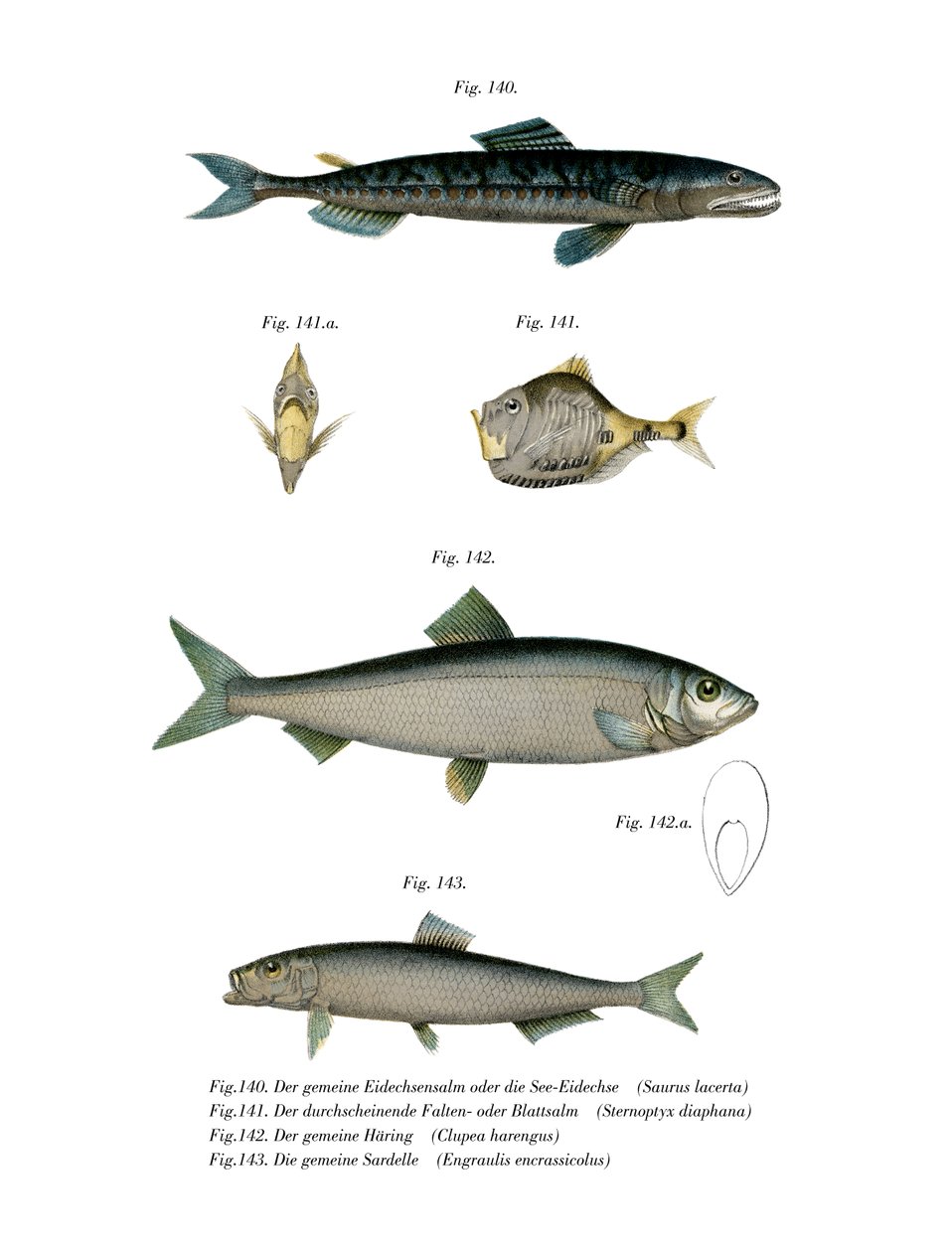 Atlantic Saury (cor litho) de German School