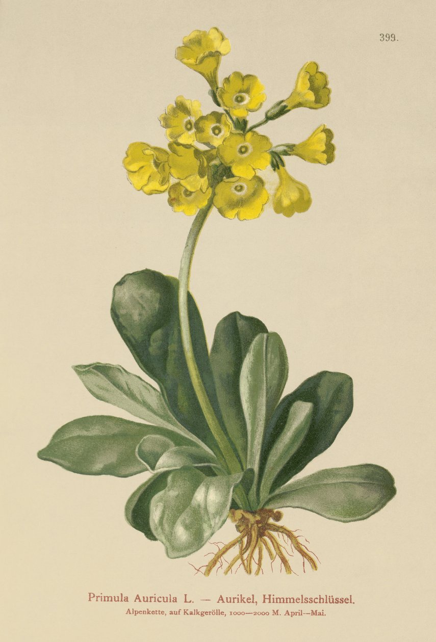 Auricula (auricula primula) de German School