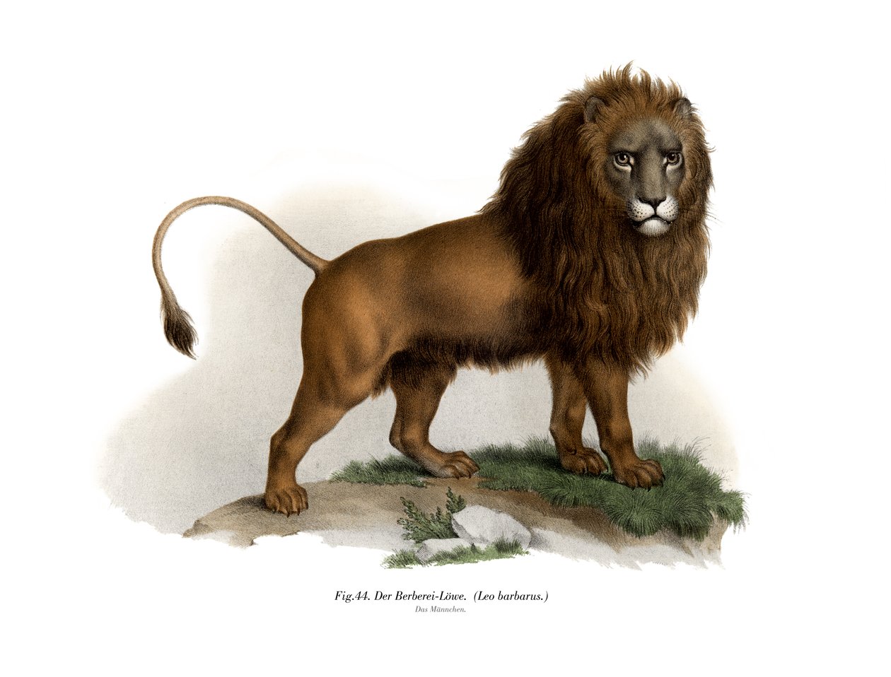 Leão de Barbary, 1860 de German School