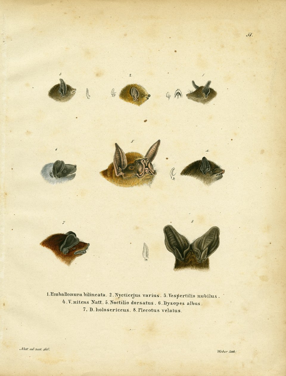 Bat Heads (gravação a cores) de German School
