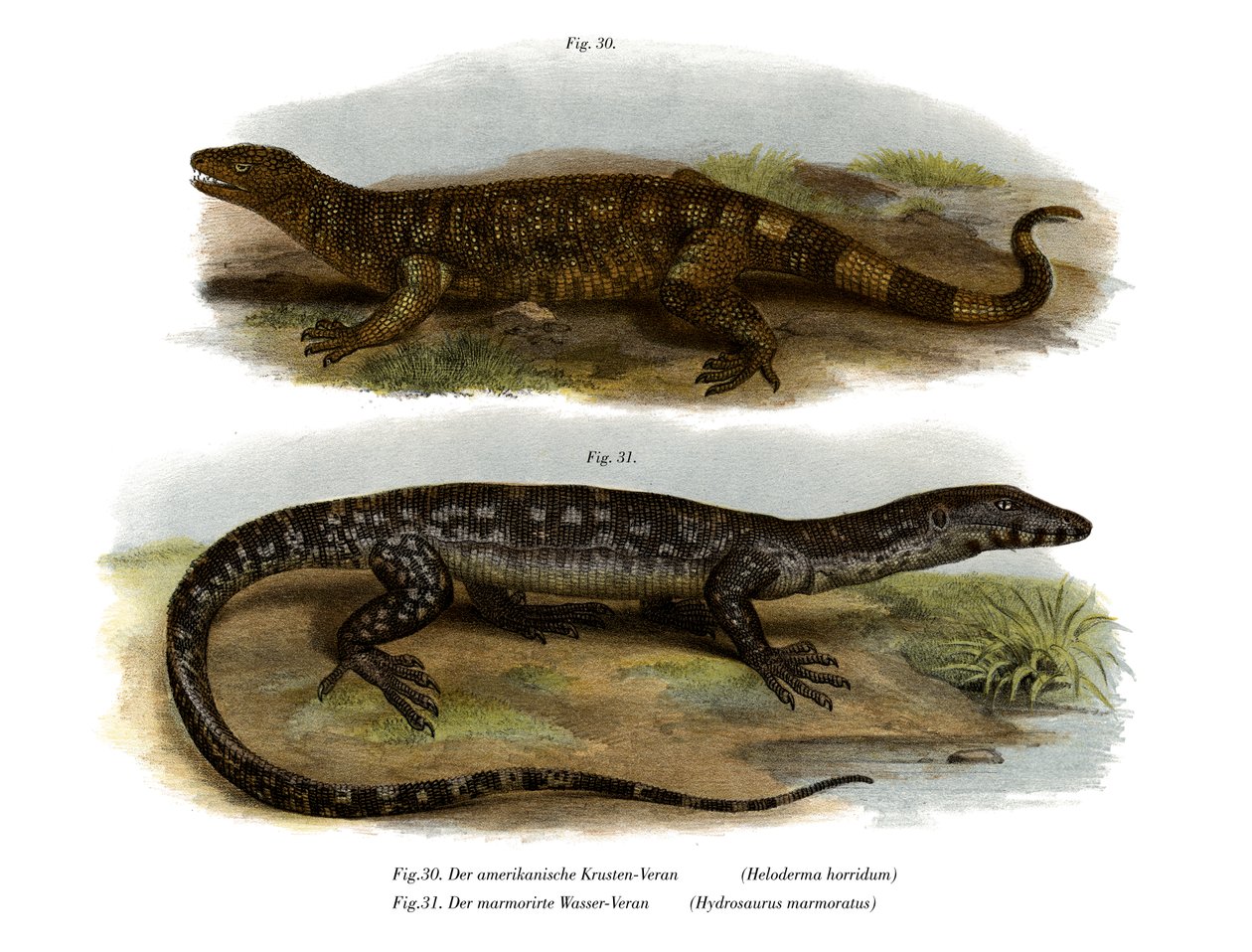 Beaded Lizard (cor litho) de German School