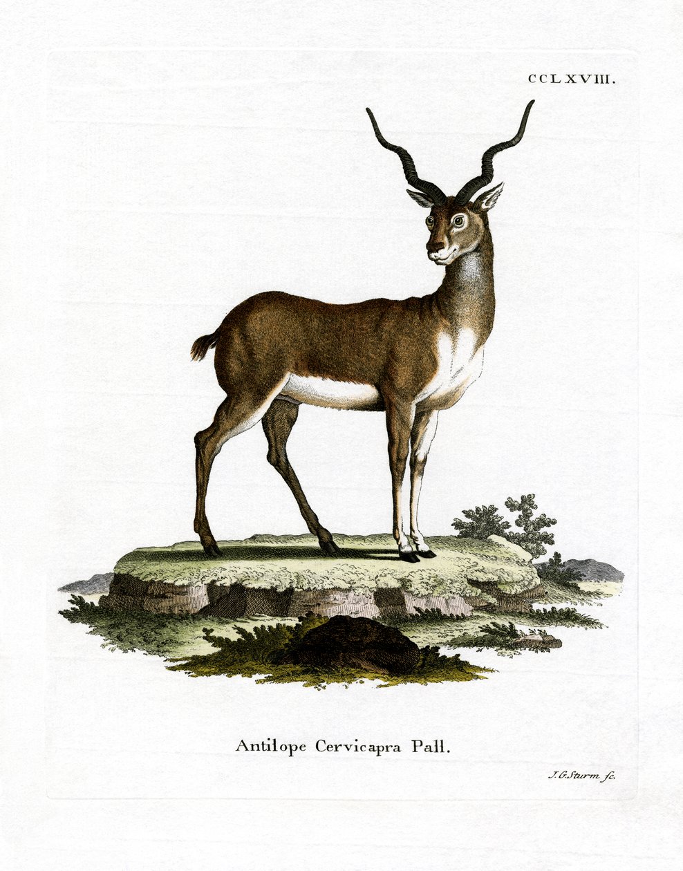 Blackbuck (gravação a cores) de German School