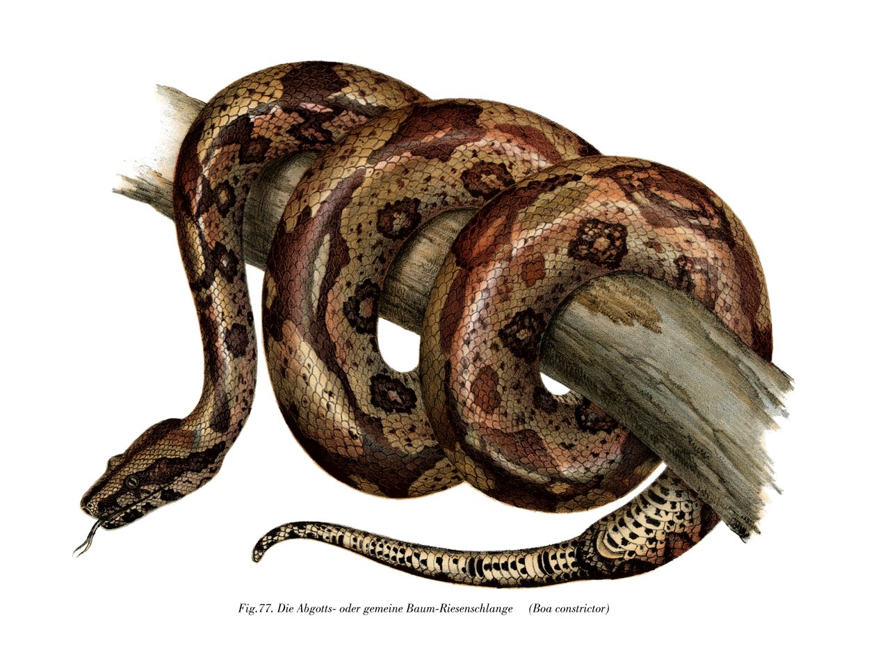 Boa constrictor (cor litho) de German School