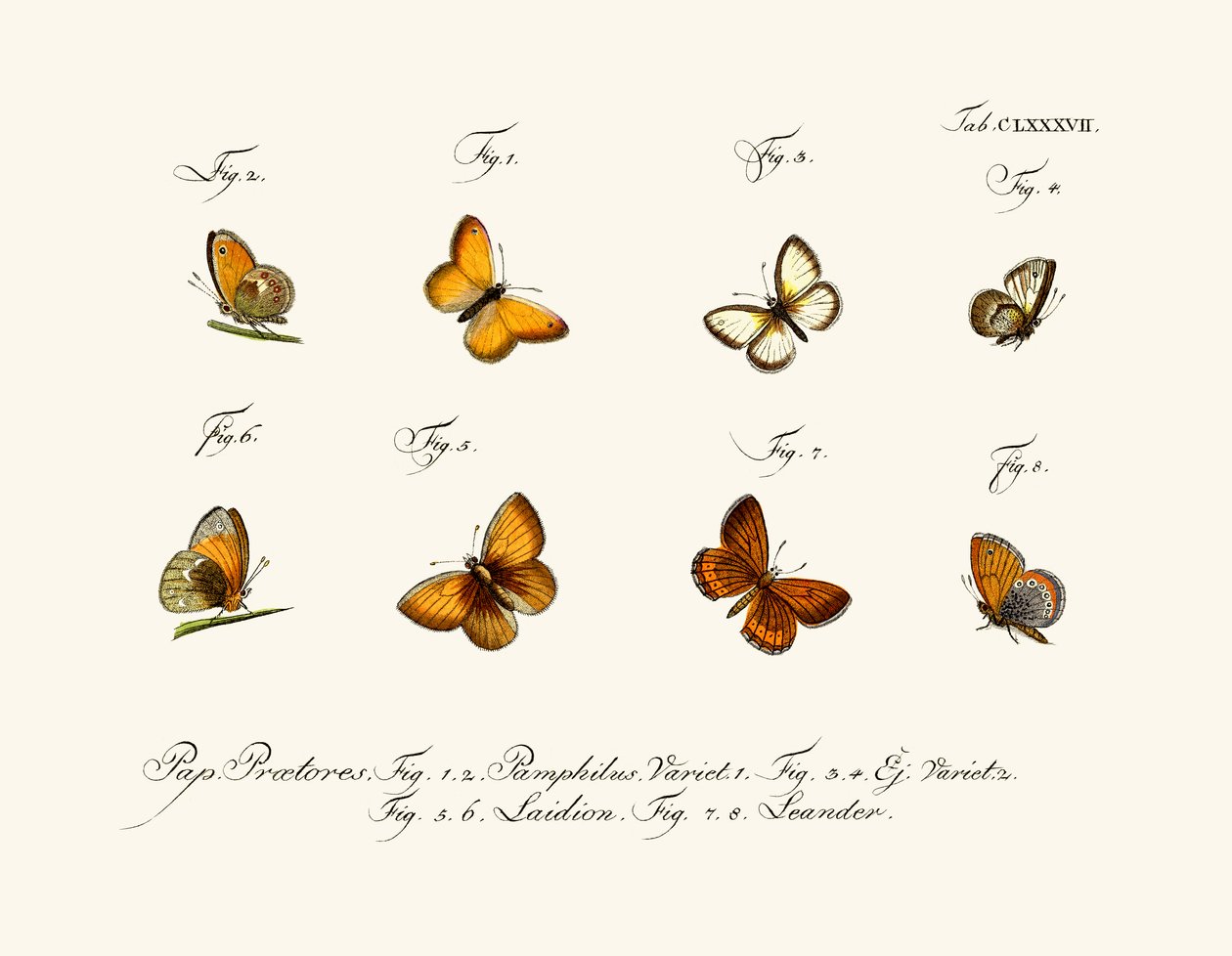 Borboletas de German School