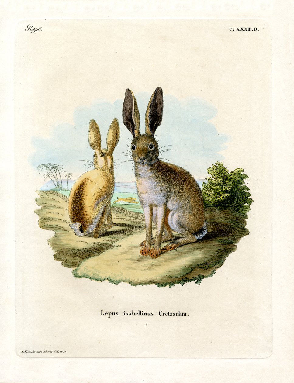 Cape Hare (gravura colorida) de German School
