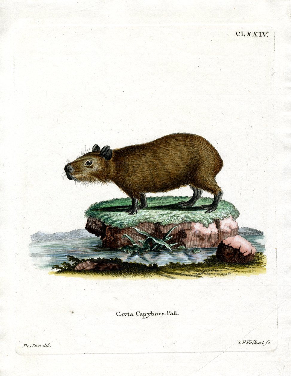 Capivara (gravura colorida) de German School