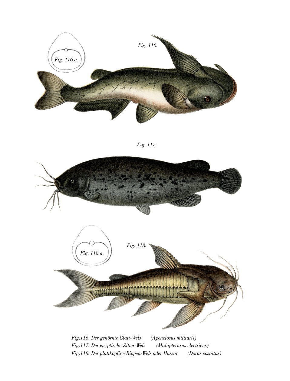 Peixe-gato (cor litho) de German School