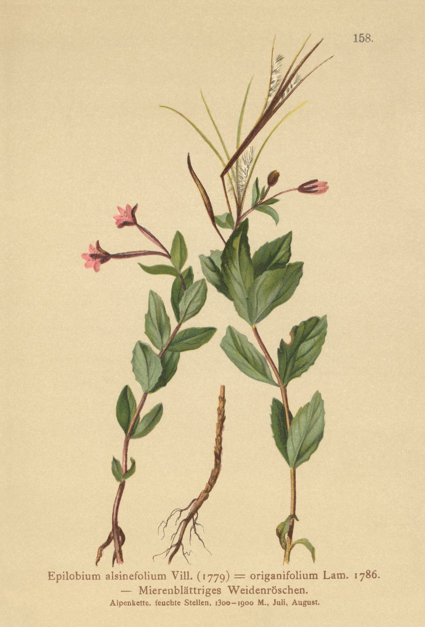 Chowweed Willowherb (Epilobium alsinefolium, origanifolium de Epilobium) de German School