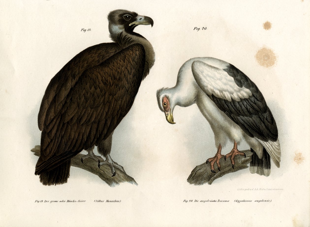 Abutre Cinereous, 1864 de German School