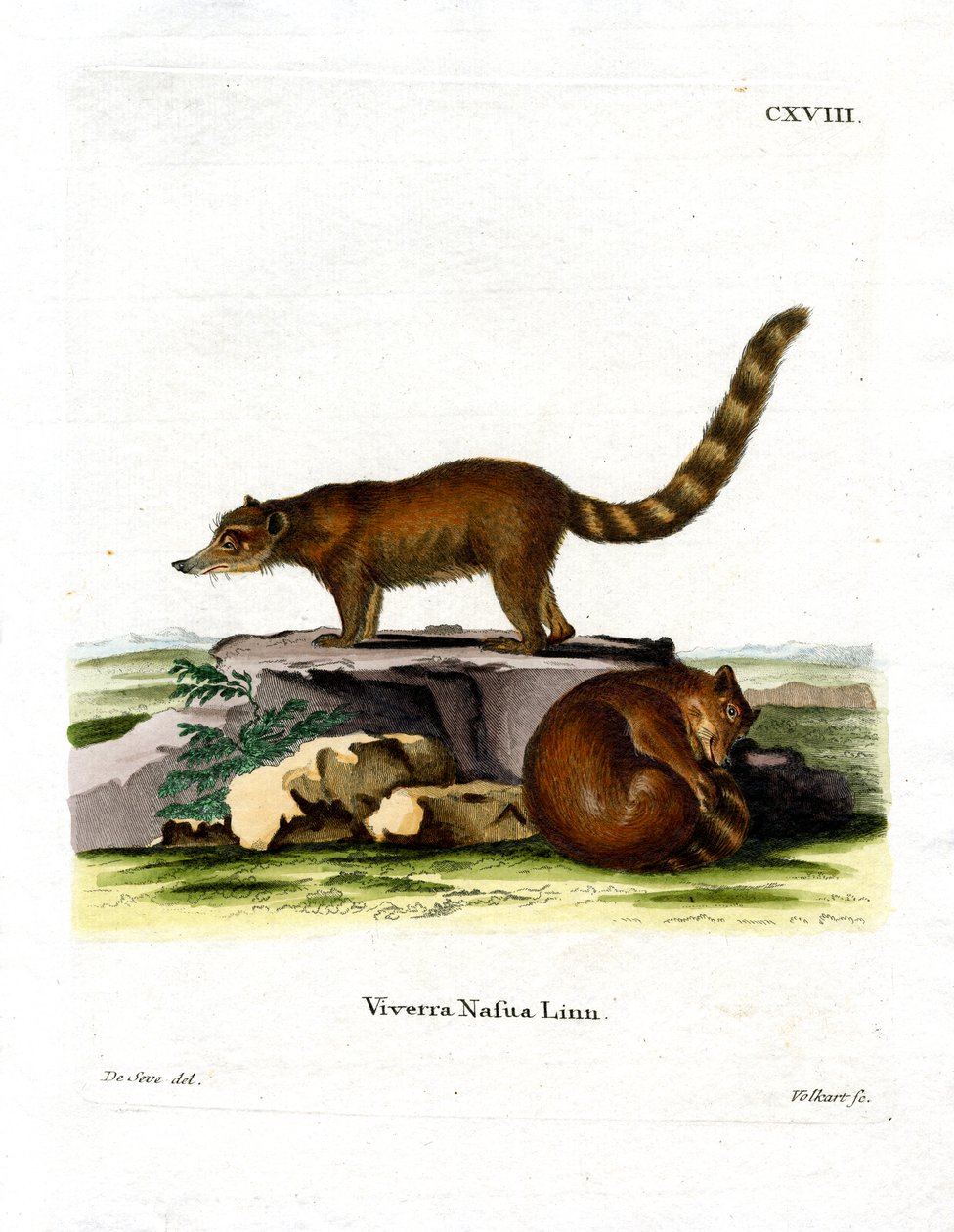 Coati (gravação a cores) de German School