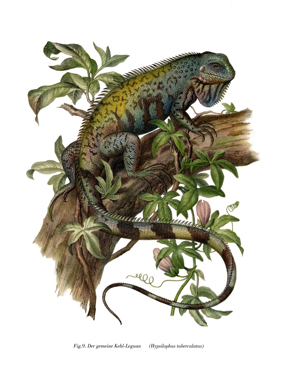 Iguana comum (cor litho) de German School