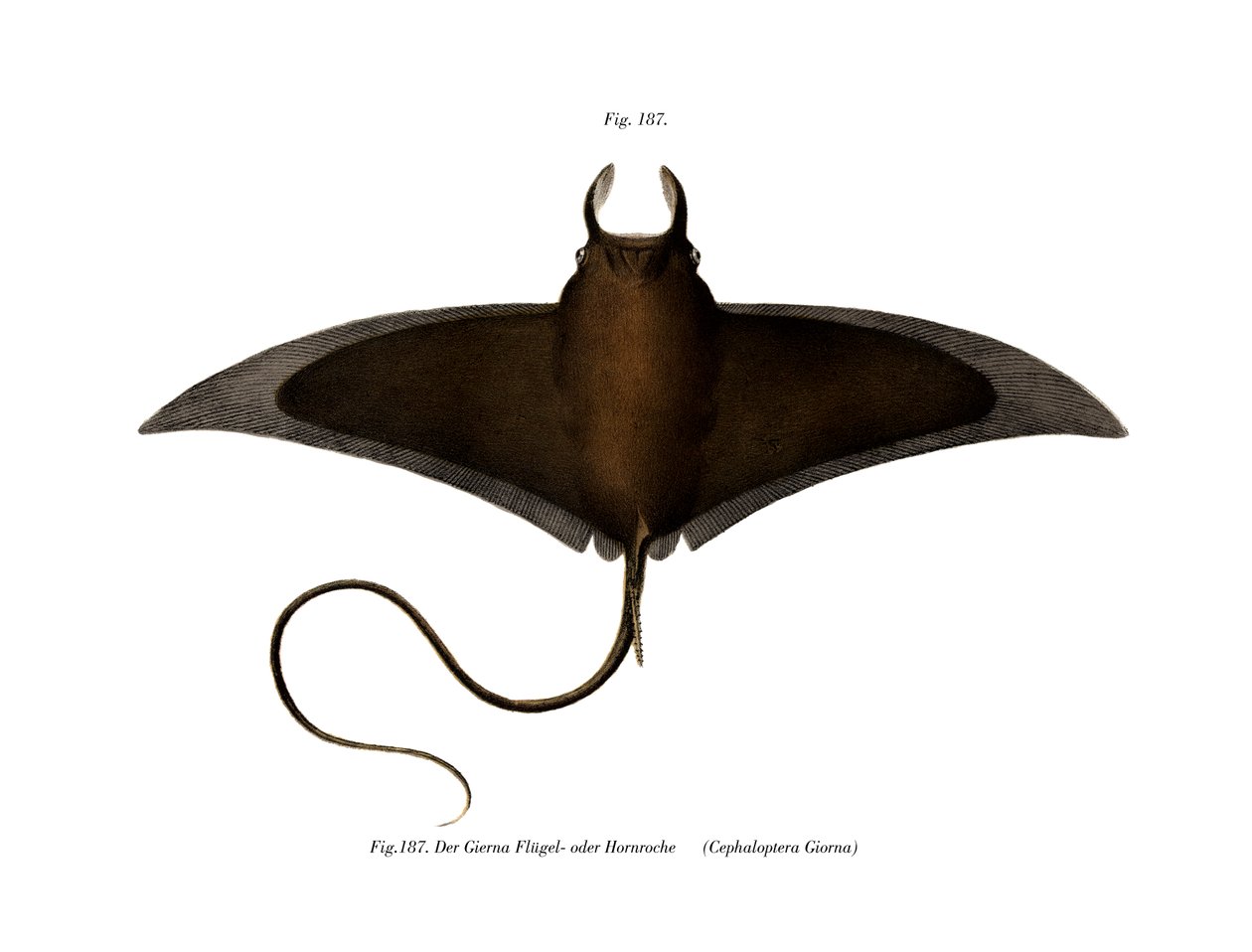Devil Fish (cor litho) de German School