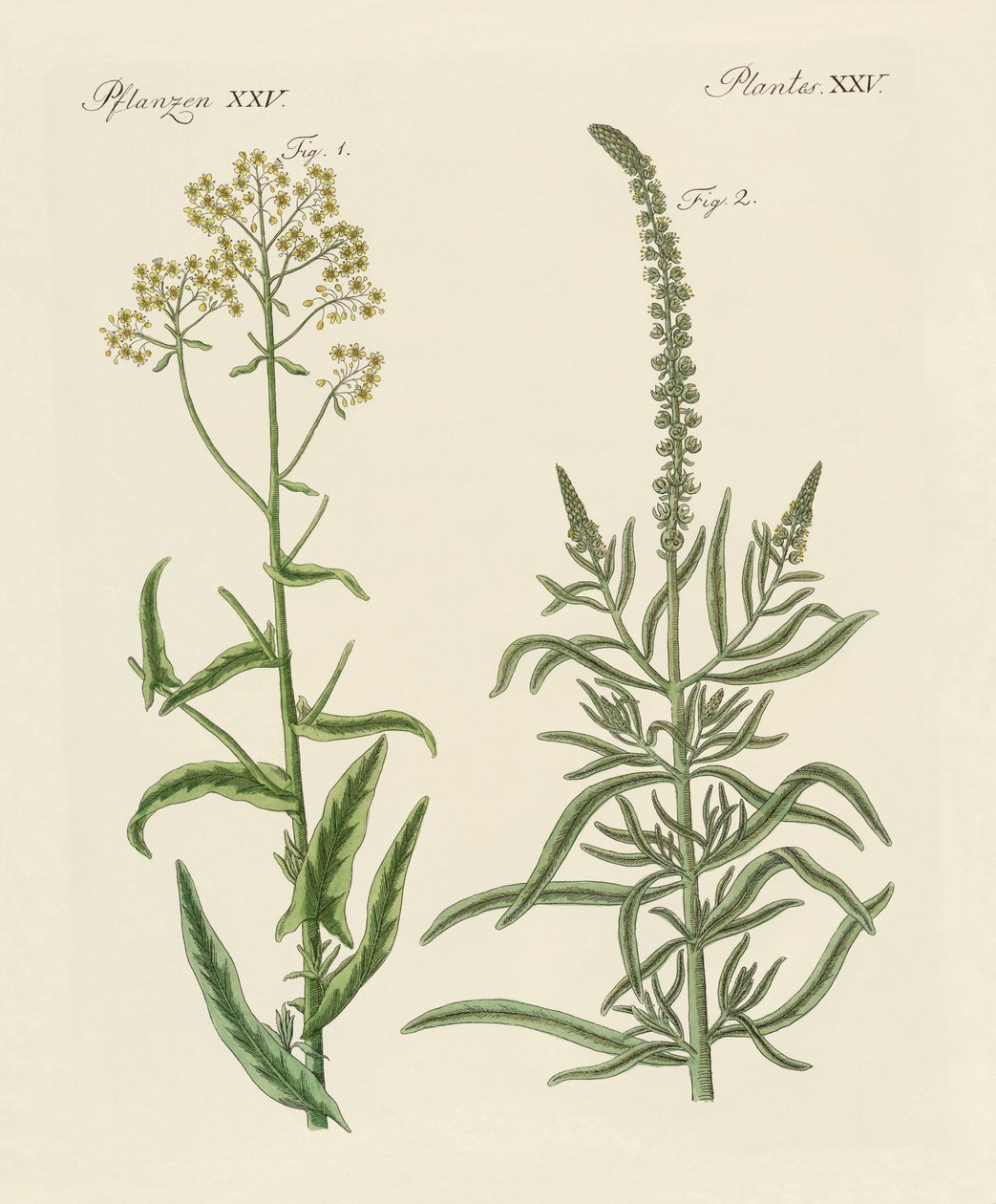 Plantas de tintura de German School