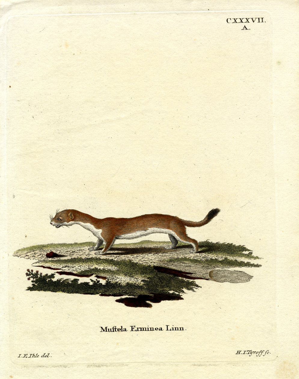 Ermine (gravura colorida) de German School