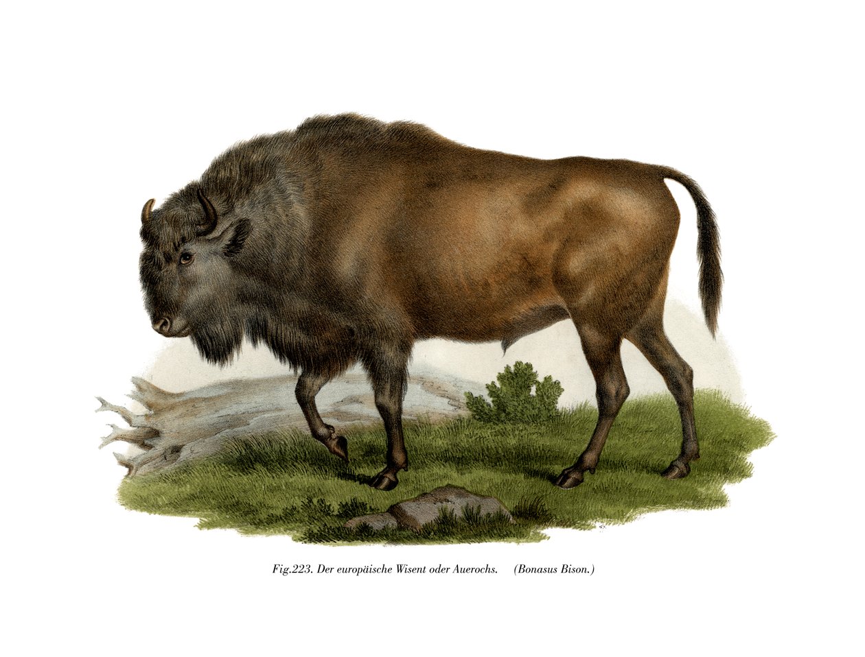 Bisonte Europeu, 1860 de German School